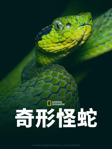 暗网禁区破解版《奇形怪蛇》免费在线观看